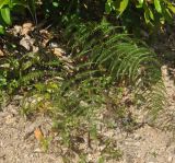 Pityrogramma calomelanos. Взрослое растение. Таиланд, пров. Сураттхани, о-в Тао. 28.06.2013.