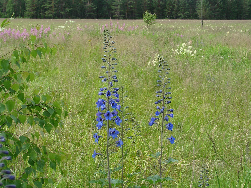 Image of Delphinium elatum specimen.