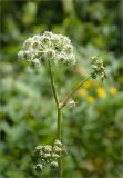 Angelica sylvestris. Верхушка цветущего растения. Карелия, берег оз. Елмозеро. 14.07.2011.