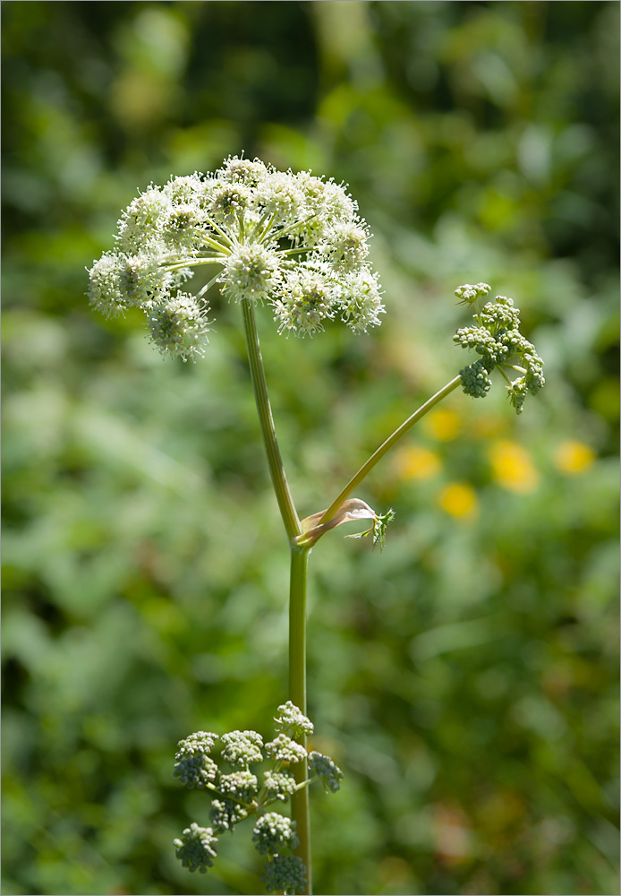 Image of Angelica sylvestris specimen.