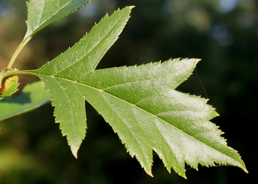 Image of genus Crataegus specimen.