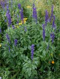 Salvia farinacea. Цветущее растение ('Victoria'). Германия, г. Krefeld, Ботанический сад. 20.08.2013.