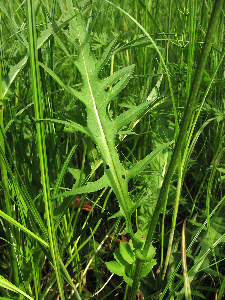 Image of Cirsium rivulare specimen.