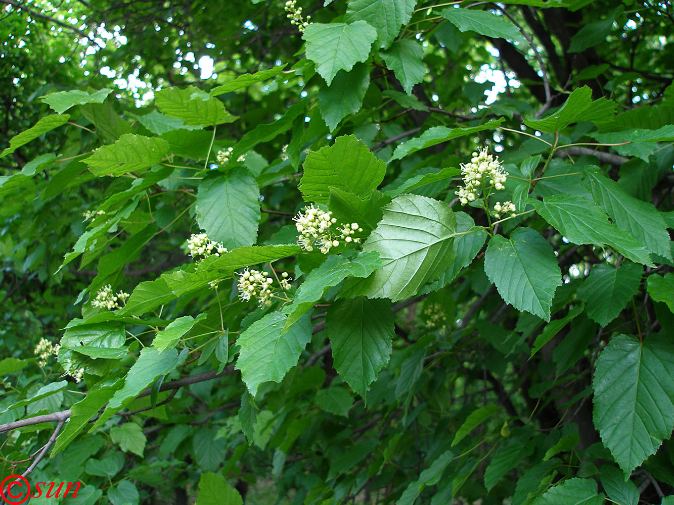 Image of Acer tataricum specimen.