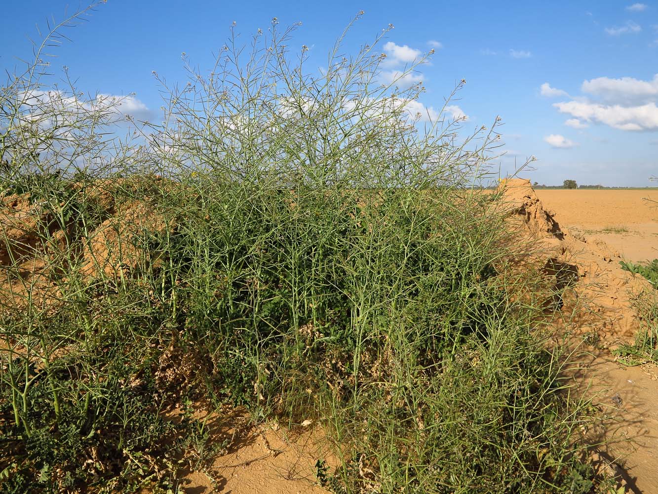 Image of Brassica sisymbrioides specimen.