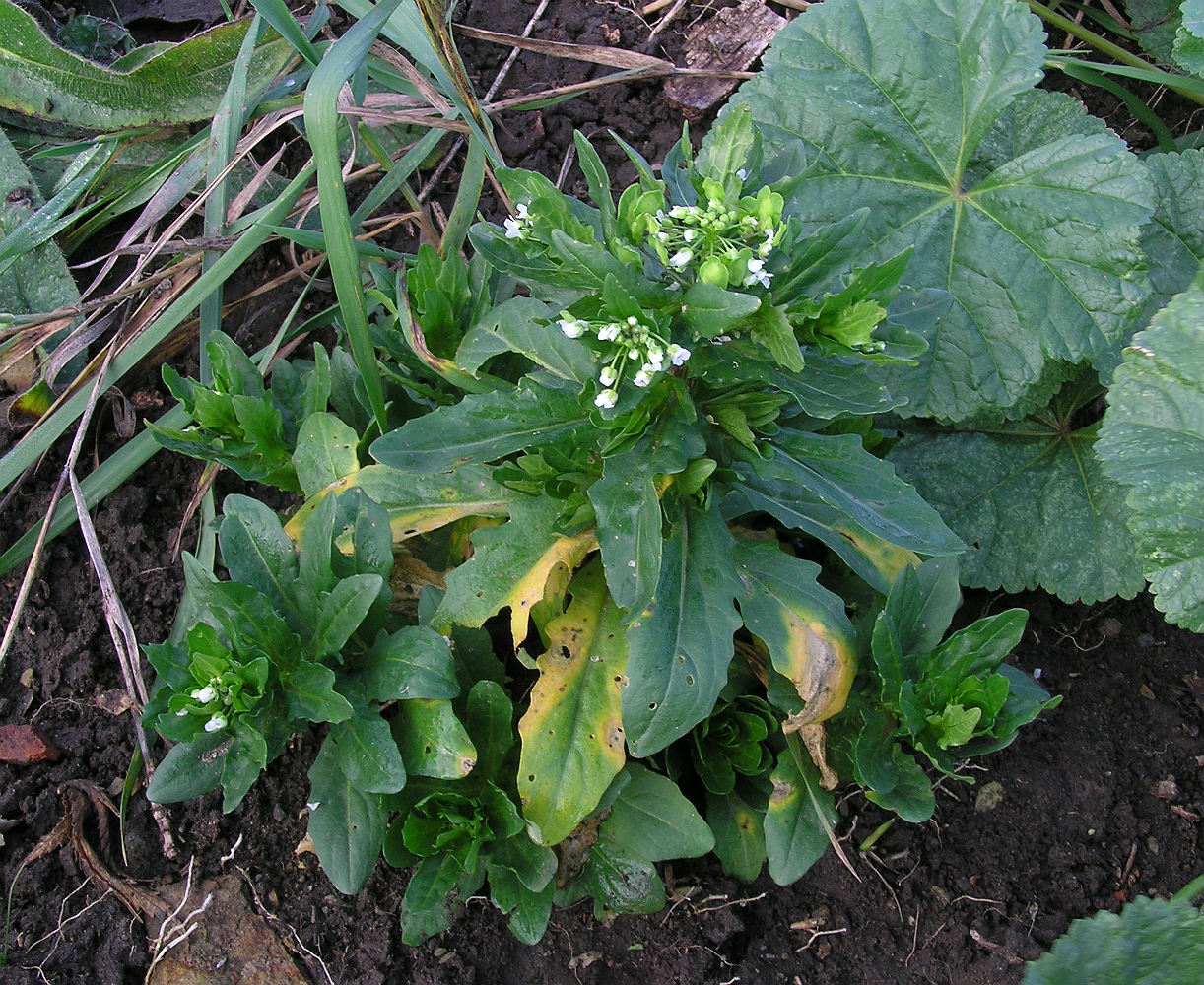 Image of Thlaspi arvense specimen.