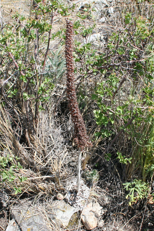 Image of Orostachys spinosa specimen.