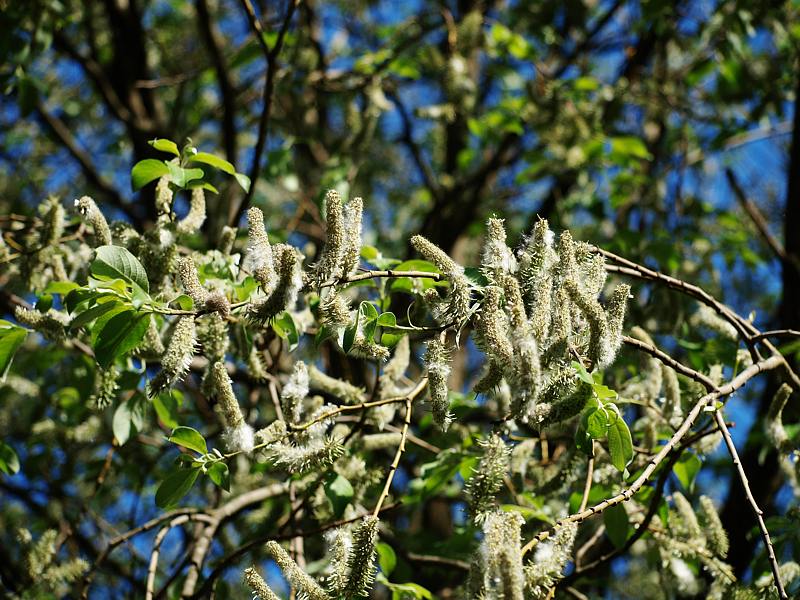 Image of Salix caprea specimen.