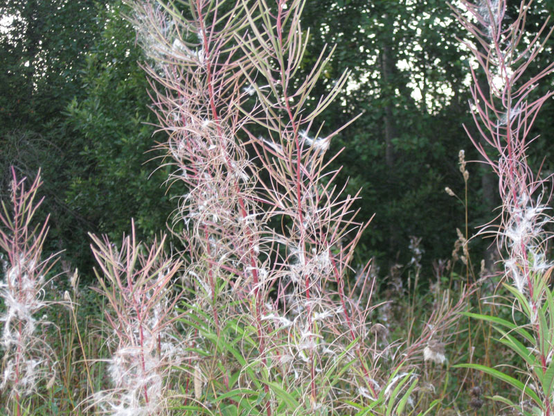 Image of Chamaenerion angustifolium specimen.