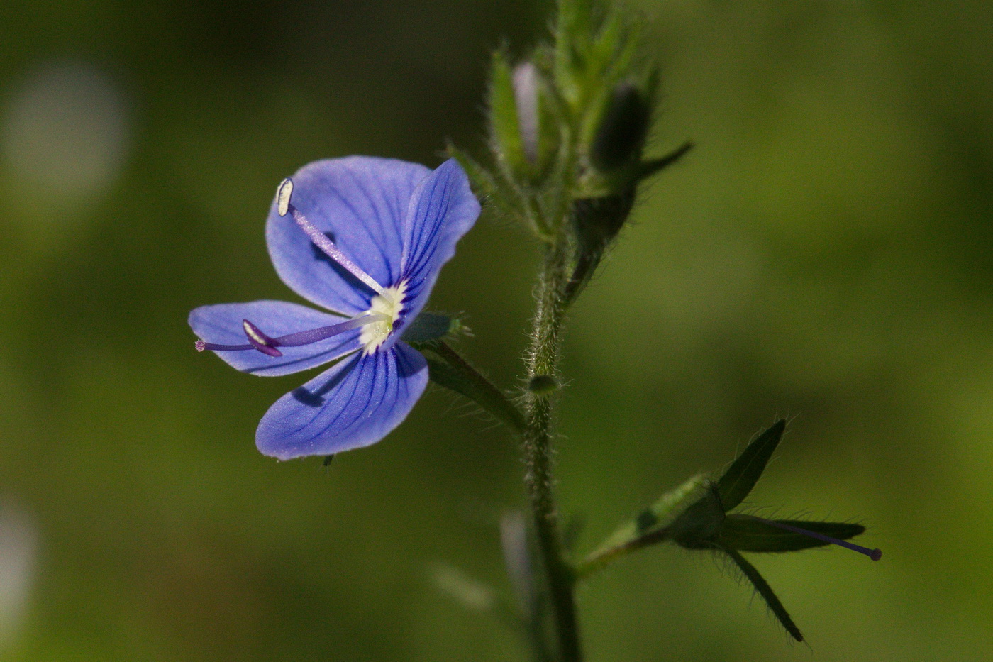 Image of Veronica chamaedrys specimen.