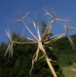 Tragopogon brevirostris. Соплодие. Краснодарский край, г. Новороссийск, гора Большой Маркотх. 17.05.2014.