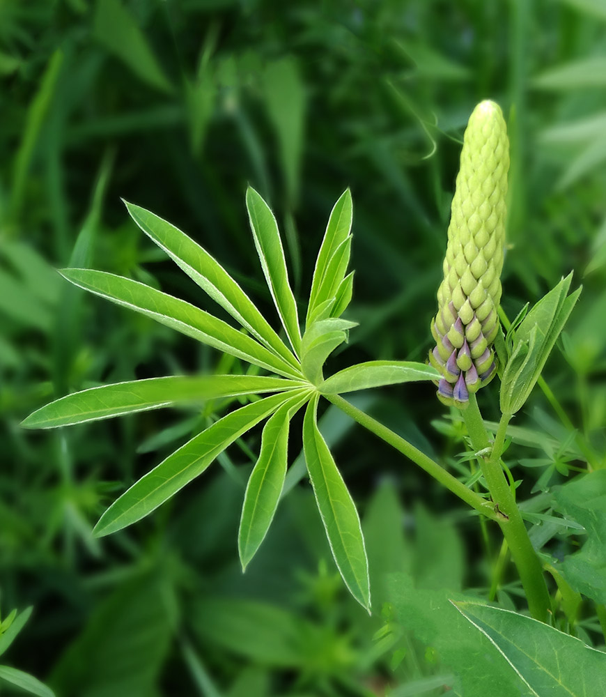 Image of Lupinus &times; regalis specimen.