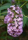 Buddleja davidii