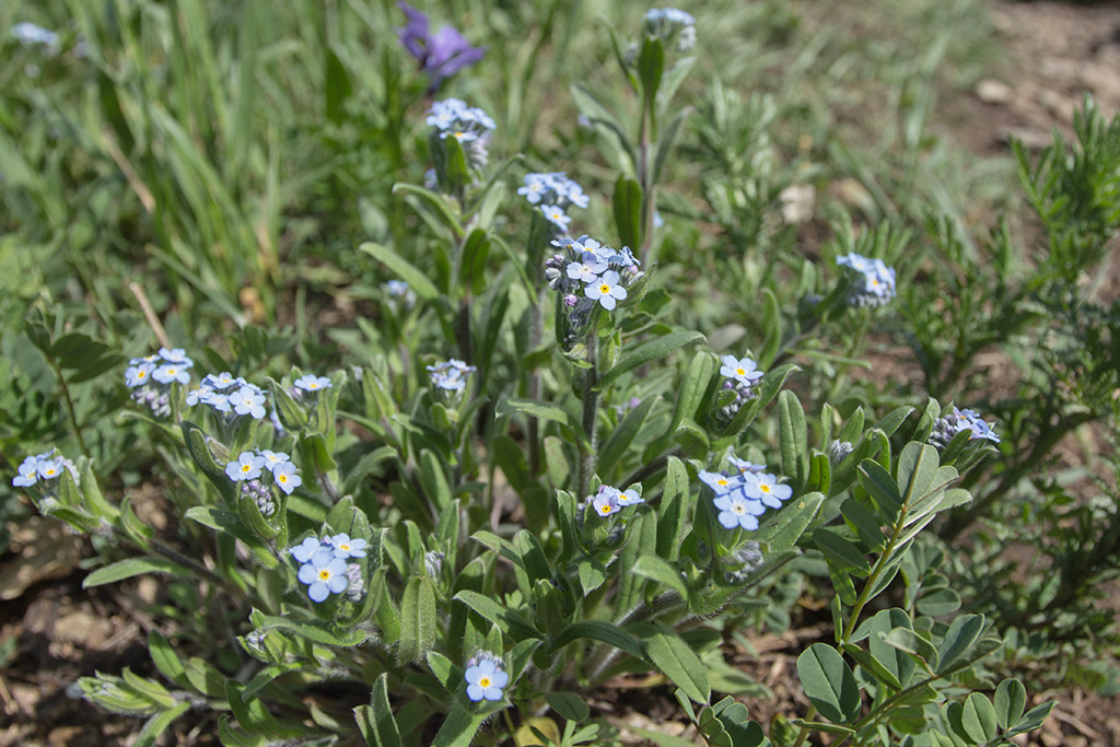 Image of Myosotis lithospermifolia specimen.