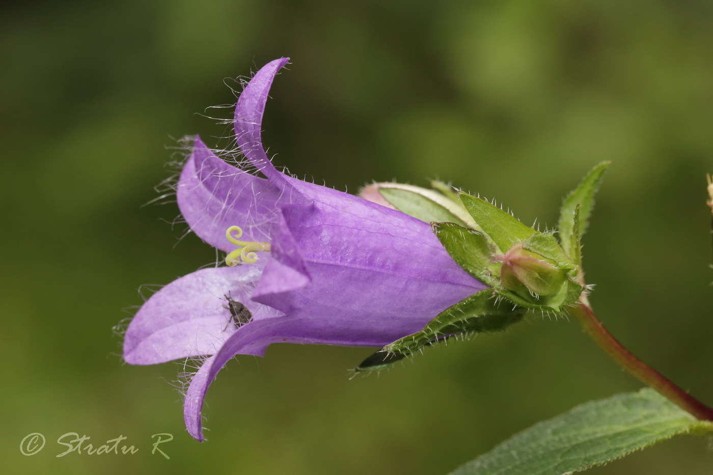 Image of Campanula trachelium specimen.