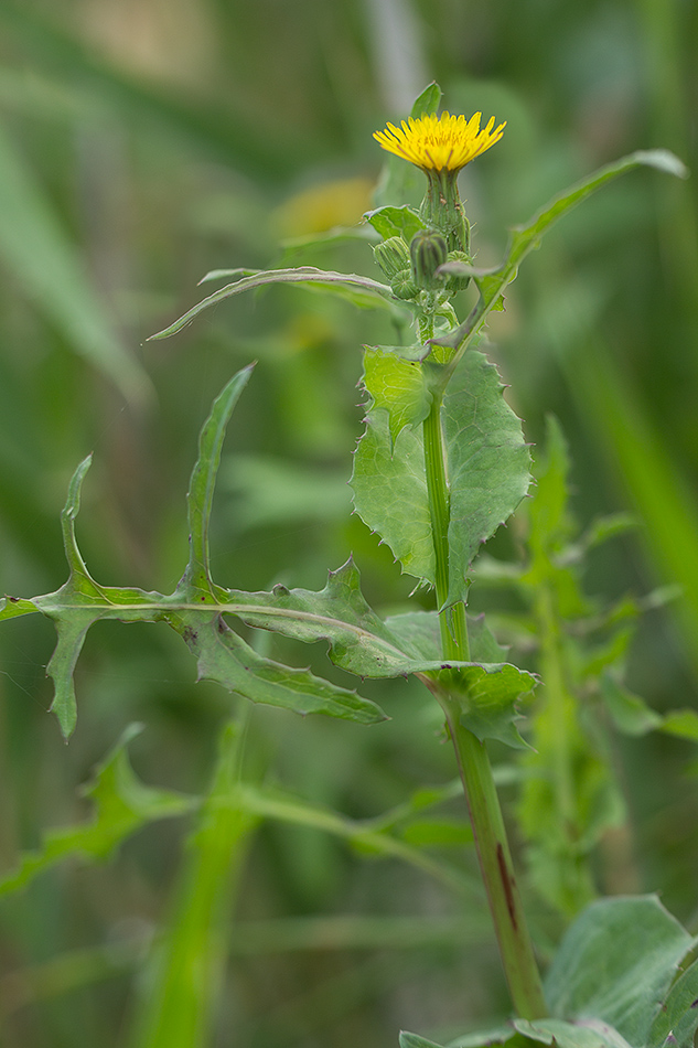 Image of Sonchus oleraceus specimen.