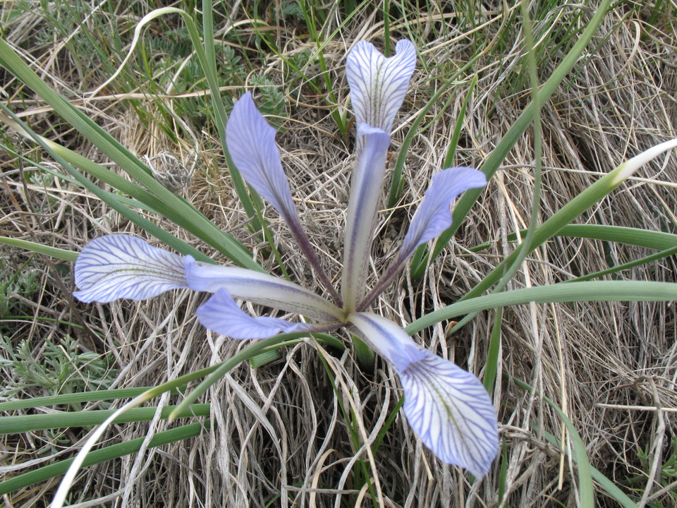 Image of Iris loczyi specimen.