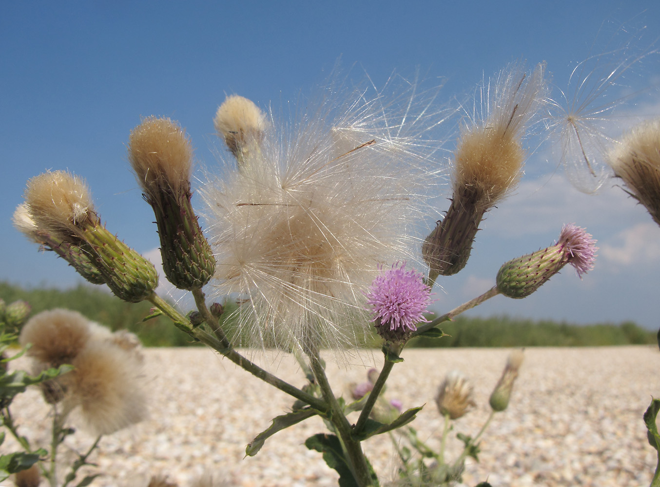 Изображение особи Cirsium incanum.