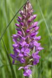 Dactylorhiza baltica. Соцветие. Ленинградская обл., Волосовский р-н, окр. дер. Большое Заречье, луг на известняке. 08.06.2014.