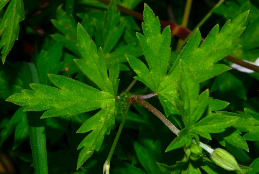 Изображение особи Geranium sibiricum.