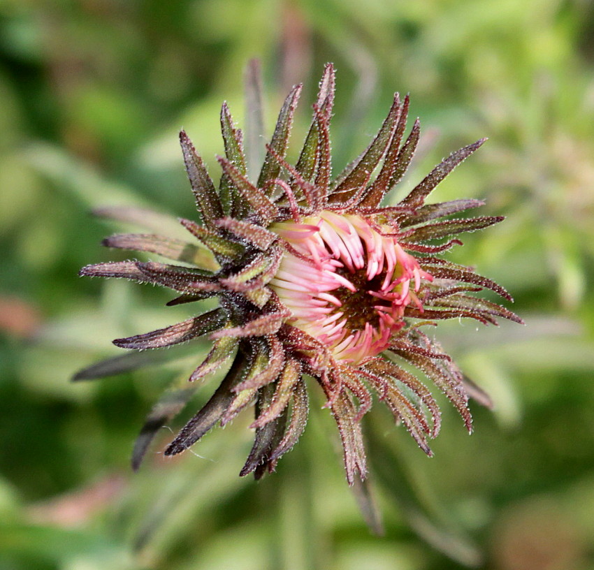 Изображение особи Symphyotrichum novae-angliae.