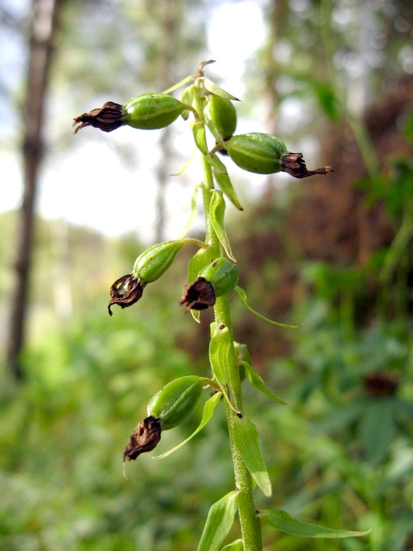 Image of Epipactis helleborine specimen.