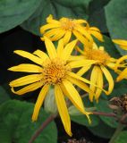 Ligularia dentata. Соцветие. С-Петербург, клумба. 22 сентября 2009 г.