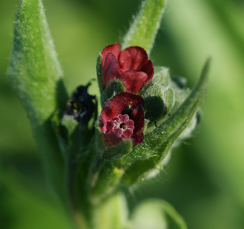 Изображение особи Cynoglossum officinale.