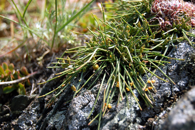 Image of Ephedra monosperma specimen.