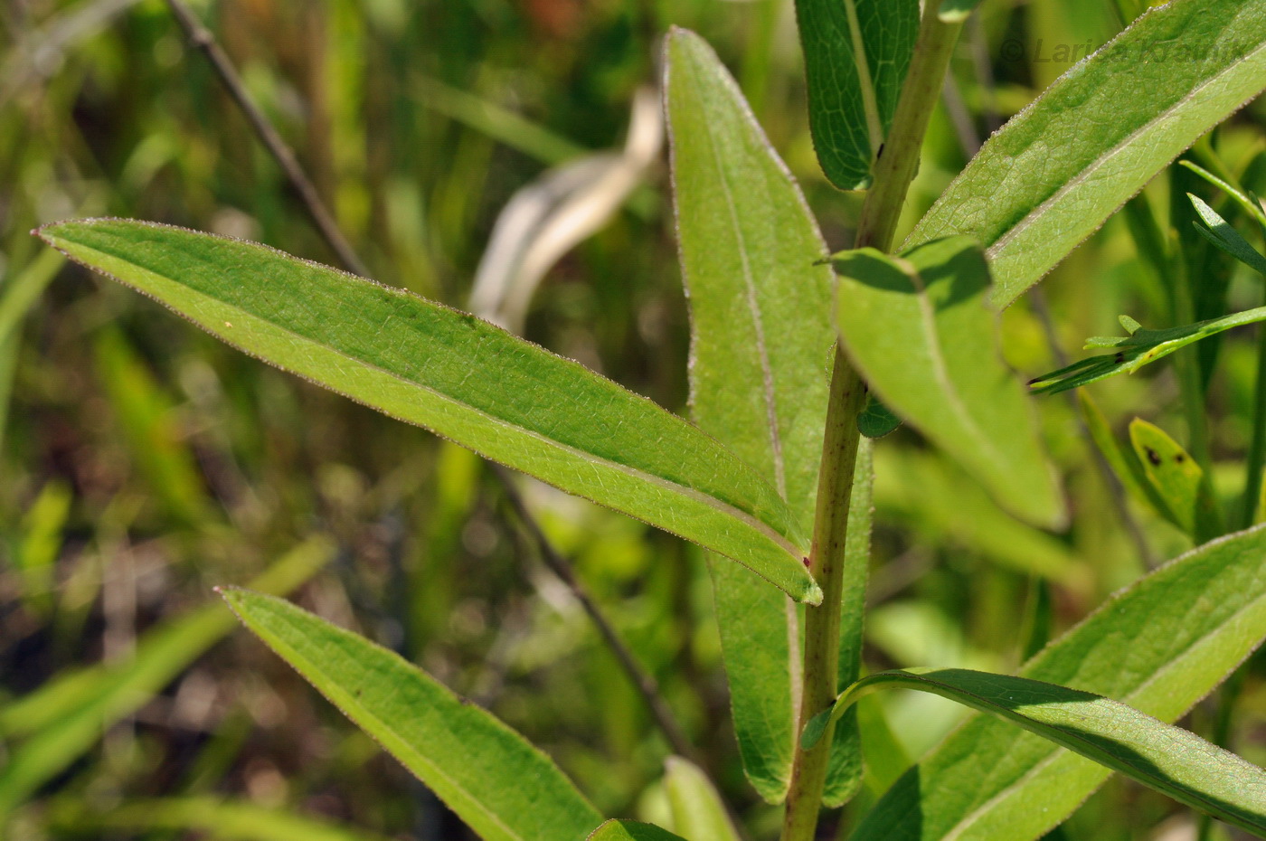 Image of Inula salicina specimen.