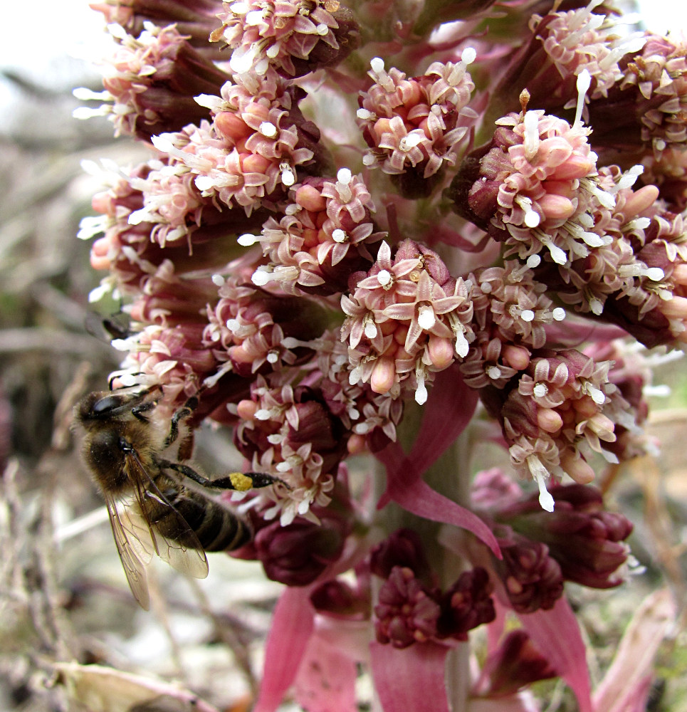 Image of Petasites hybridus specimen.