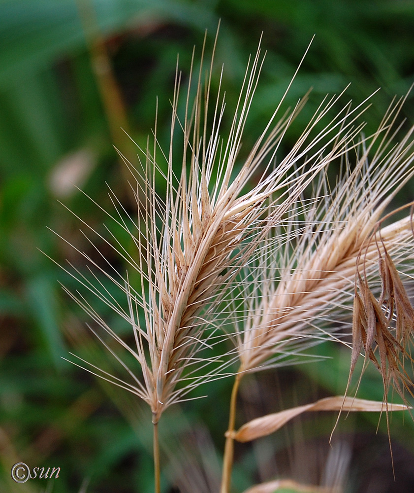 Изображение особи Hordeum murinum.