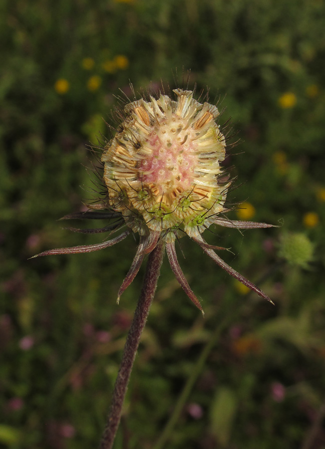 Изображение особи Scabiosa praemontana.