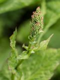 genus Rumex. Верхушка расцветающего растения. Адыгея, Майкопский р-н, плато Лаго-Наки, хр. Каменное море. 19.07.2015.