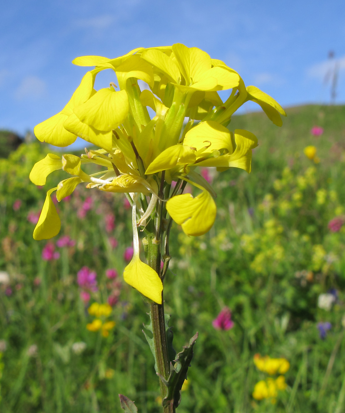 Изображение особи Erysimum cuspidatum.