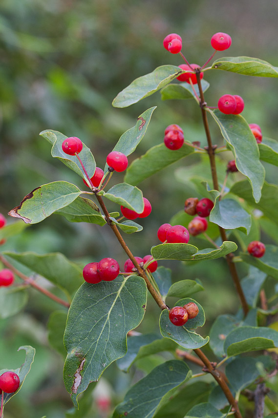 Image of Lonicera tatarica specimen.