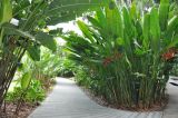 Heliconia &times; rauliniana