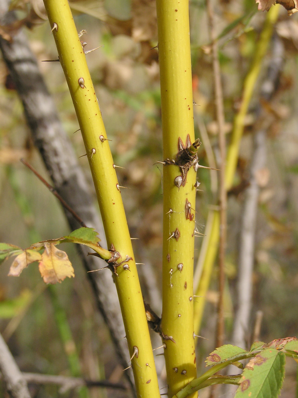 Изображение особи Rosa cinnamomea.