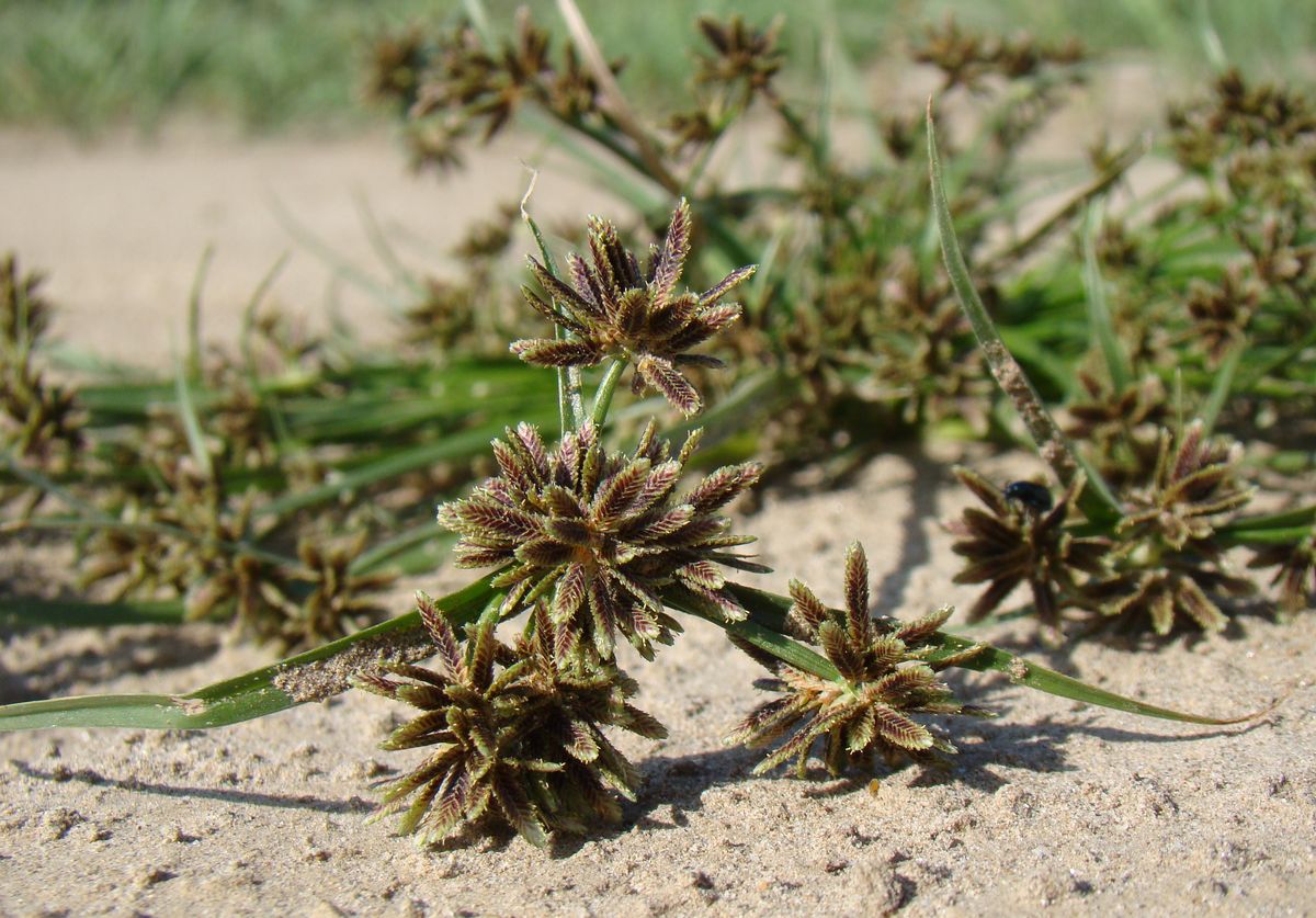 Image of Cyperus fuscus specimen.