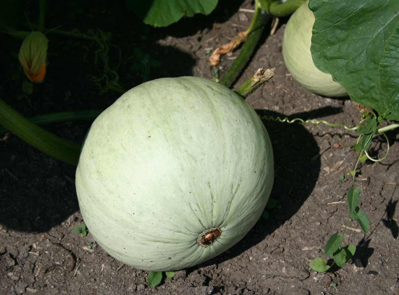 Image of Cucurbita maxima specimen.