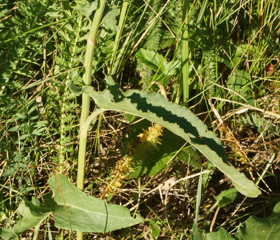 Изображение особи Rumex acetosa.