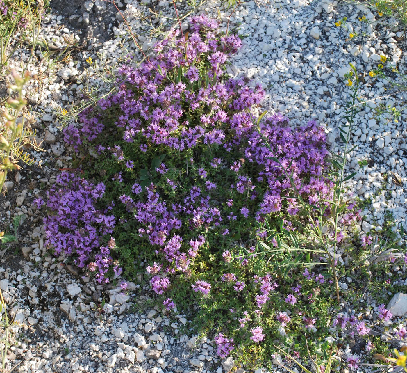 Image of Thymus dubjanskyi specimen.