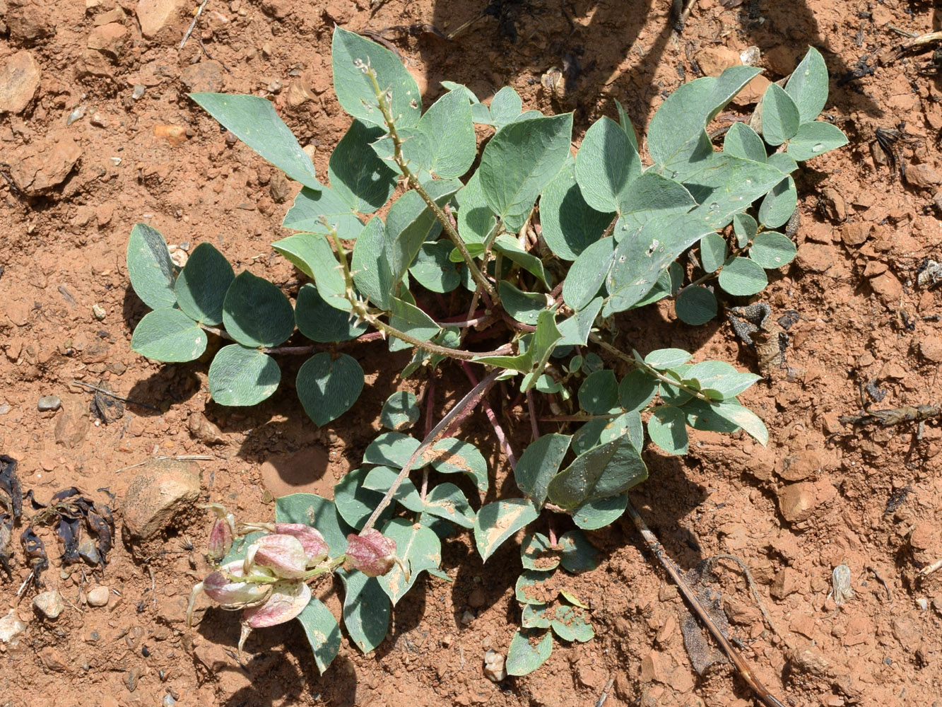 Image of Astragalus megalomerus specimen.