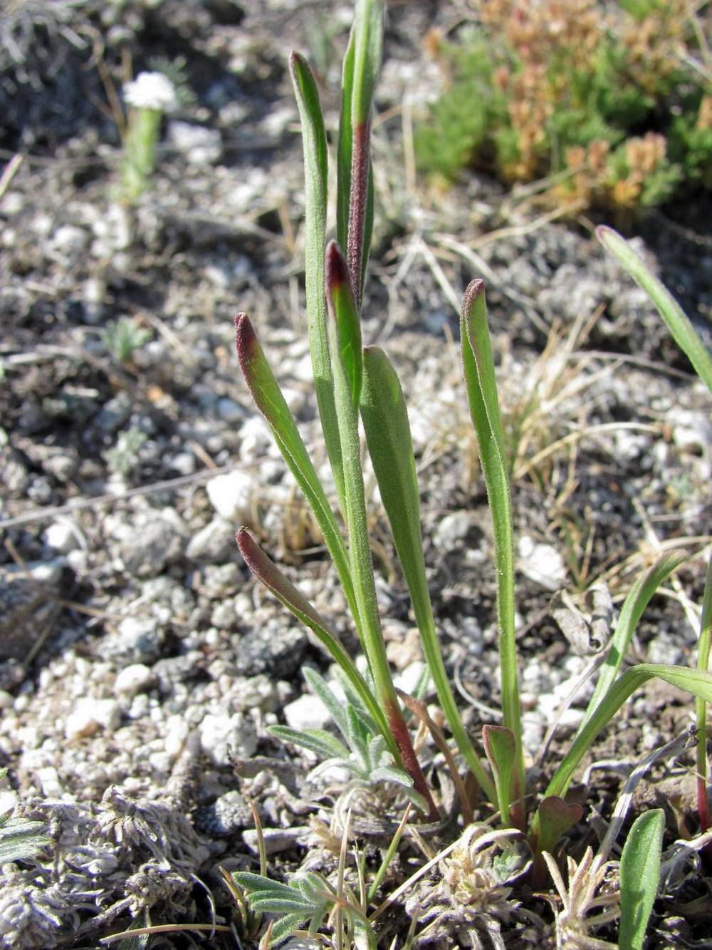 Изображение особи Rhinactinidia eremophila ssp. tuvinica.