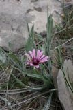 Tragopogon marginifolius