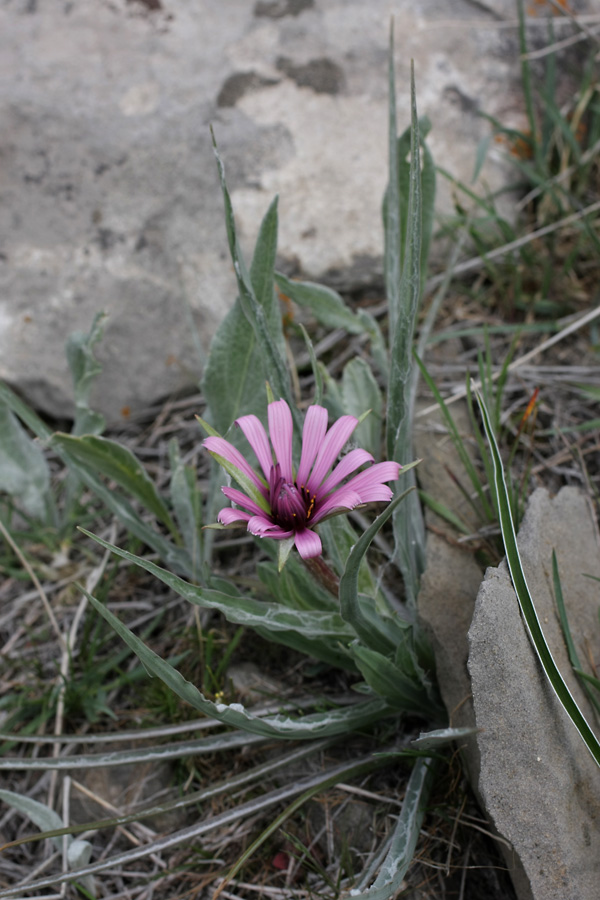 Image of Tragopogon marginifolius specimen.