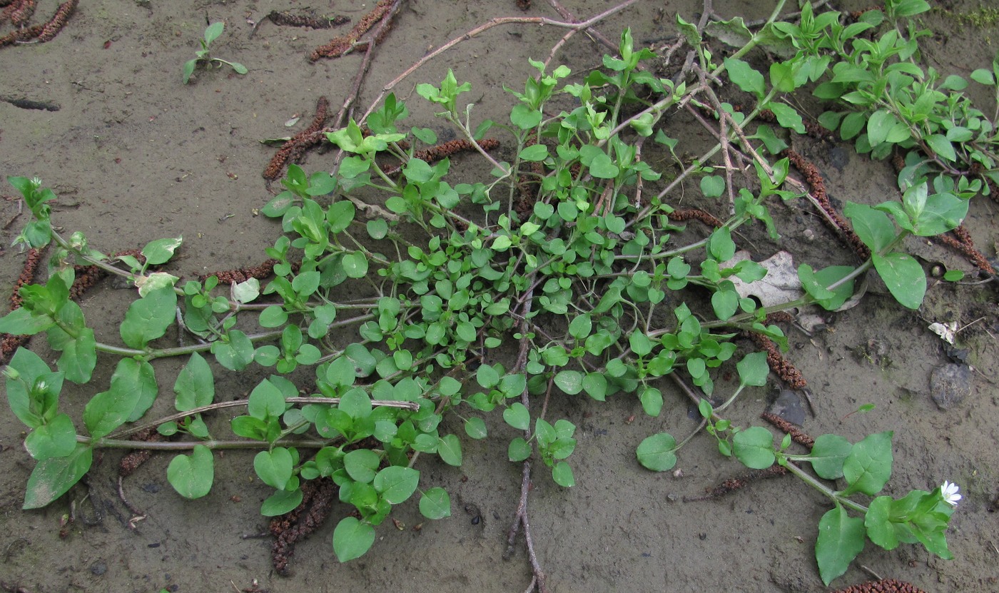 Image of Stellaria neglecta specimen.