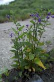 Solanum dulcamara. Цветущее растение. г. Нижний Новгород, Нижне-Волжская набережная, щель между бетонными плитами. 27.06.2006.