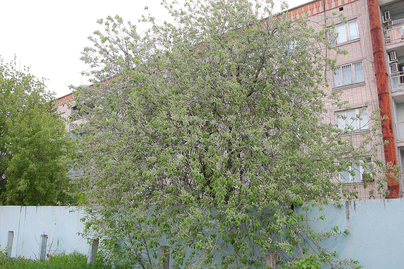 Image of Salix caprea specimen.