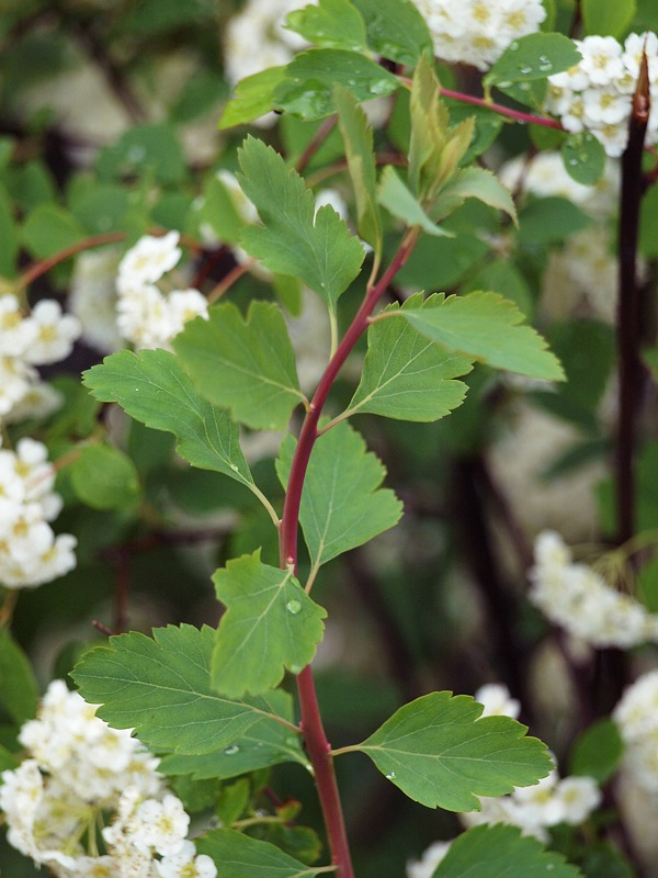 Image of Spiraea &times; vanhouttei specimen.